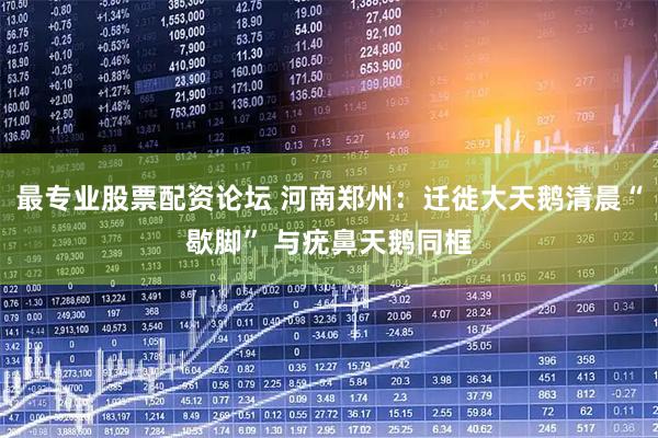 最专业股票配资论坛 河南郑州：迁徙大天鹅清晨“歇脚” 与疣鼻天鹅同框